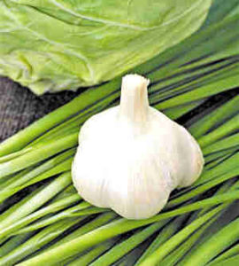 蔥蒜類蔬菜 蔥蒜類蔬菜