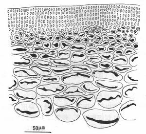 瑟氏擬伊藻的細部結構圖