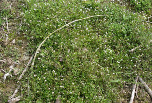 四川碎米薺 四川碎米薺