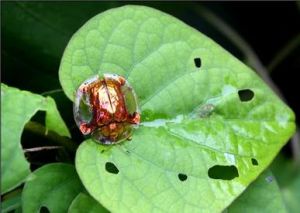 甘薯梳龜甲 甘薯梳龜甲