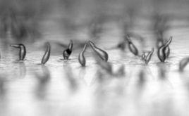 阿米巴蟲傳染病 阿米巴蟲傳染病