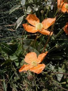 阿帕卡里罌粟 阿帕卡里罌粟