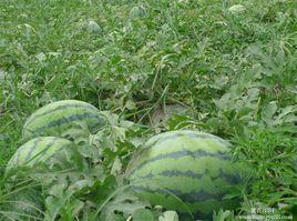 京欣3號 京欣3號