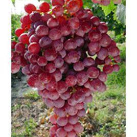 南抗無核葡萄 南抗無核葡萄