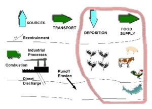 二惡英在環境中轉移的示意圖