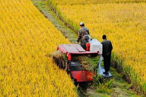 山泉村[江蘇省江陰市周莊鎮山泉村]