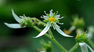 長花柱虎耳草 長花柱虎耳草