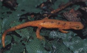 綠紅東美螈 綠紅東美螈