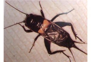 斑翅雙針蟋 斑翅雙針蟋