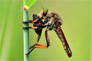 坎邦羽角食蟲虻