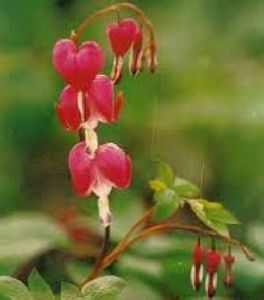 粉葉紫堇 粉葉紫堇