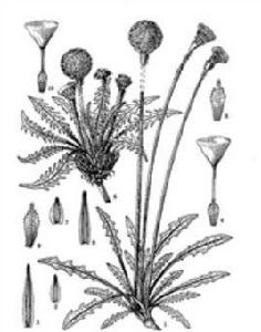 多裂蒲公英 多裂蒲公英