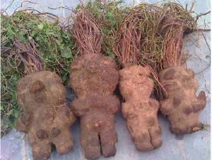 人形何首烏 人形何首烏