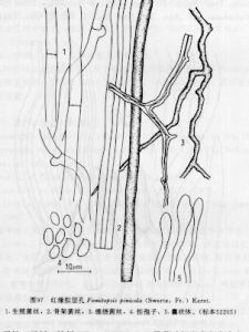 紅緣擬層孔 紅緣擬層孔