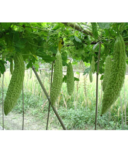 華翠二號 華翠二號