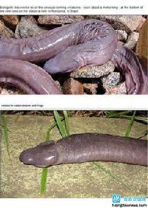 盲蛇亞目 盲蛇亞目