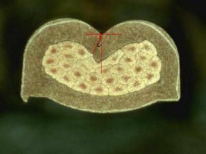 端子壓接角度 端子壓接角度