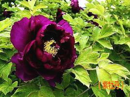 紫牡丹[北宋梅堯臣的詩作]