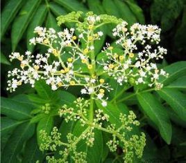 史氏赤車使者 史氏赤車使者