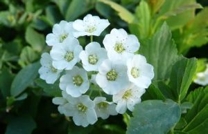 繡線菊貧齒變種