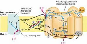 細胞色素C還原酶