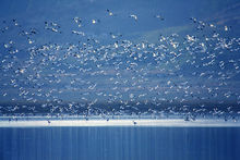 鄱陽湖國家濕地公園