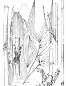 綠春玉山竹 綠春玉山竹