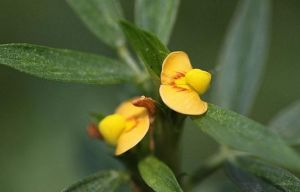 矮筆花豆 矮筆花豆