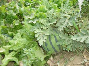 嘉年一號 嘉年一號