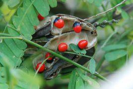 紅豆為誰紅 紅豆為誰紅
