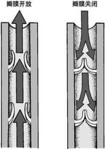 瓣膜作用