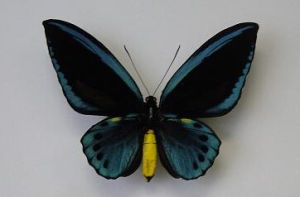 藍鳥翼鳳蝶 藍鳥翼鳳蝶