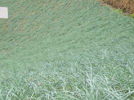 向陽鄉[重慶市雲陽縣江口鎮向陽鄉]