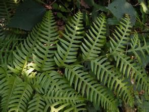 疏裂鳳尾蕨 疏裂鳳尾蕨