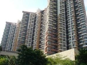 中海陽光玫瑰園 中海陽光玫瑰園