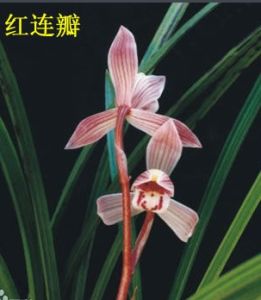 土紅蓮瓣 土紅蓮瓣