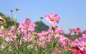 芳香人生 品牌故事