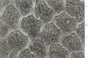 口腔組織病理學