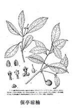 保亭瓊楠 保亭瓊楠