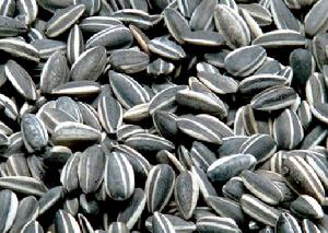 甘南葵花籽 甘南葵花籽