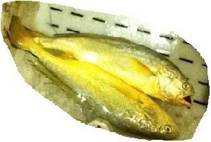 南己山大黃魚 南己山大黃魚