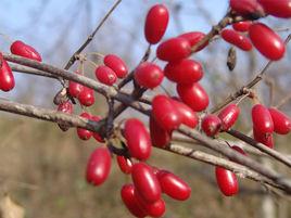 佛坪山茱萸 佛坪山茱萸