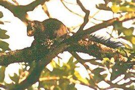 橙腹長吻松鼠指名亞種