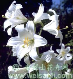 白花百合 白花百合