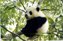 秦嶺大熊貓