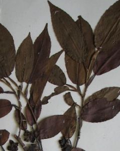 心葉折柄茶 心葉折柄茶