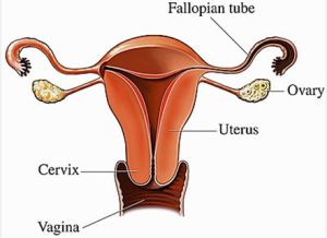 生理性卵巢囊腫 生理性卵巢囊腫