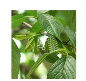 杜仲藤屬 杜仲藤屬