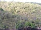 熱帶旱林