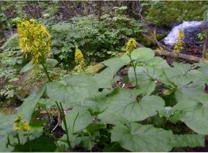 獨舌橐吾 獨舌橐吾